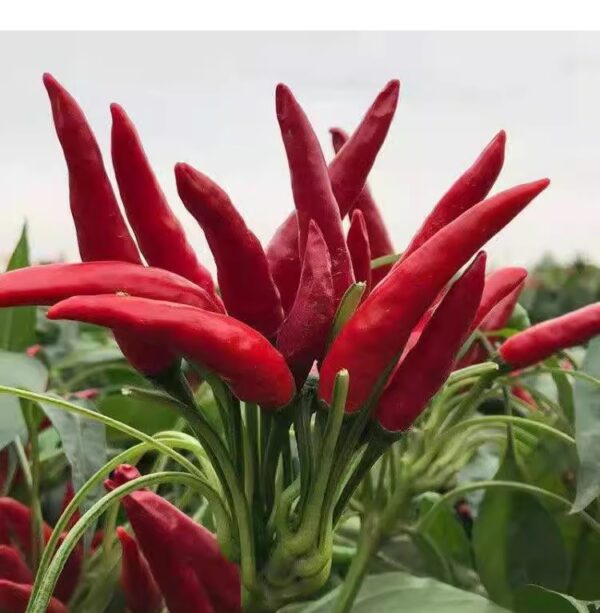 58. Super Chili Pepper Seedling 指天椒苗