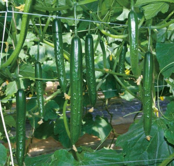 66. Japanese Cucumber Seedling 日本黄瓜苗