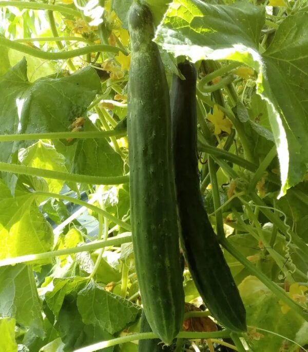 66. Japanese Cucumber Seedling 日本黄瓜苗