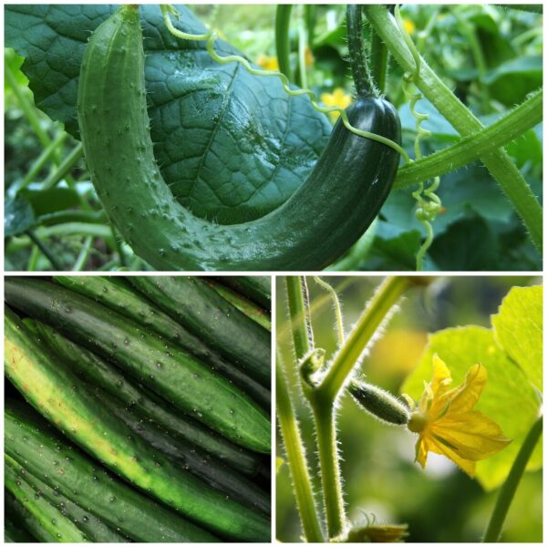 66. Japanese Cucumber Seedling 日本黄瓜苗