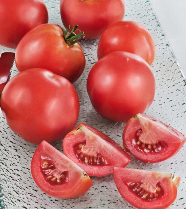 46. Early Girl (red) Tomato Seedling 早熟的女孩番茄苗