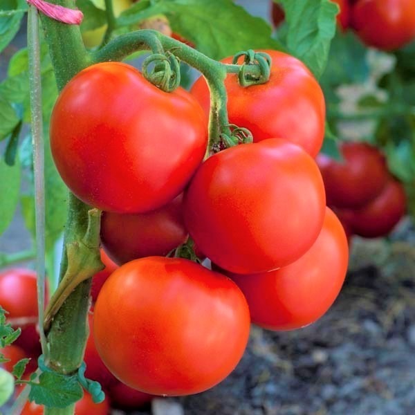 46. Early Girl (red) Tomato Seedling 早熟的女孩番茄苗