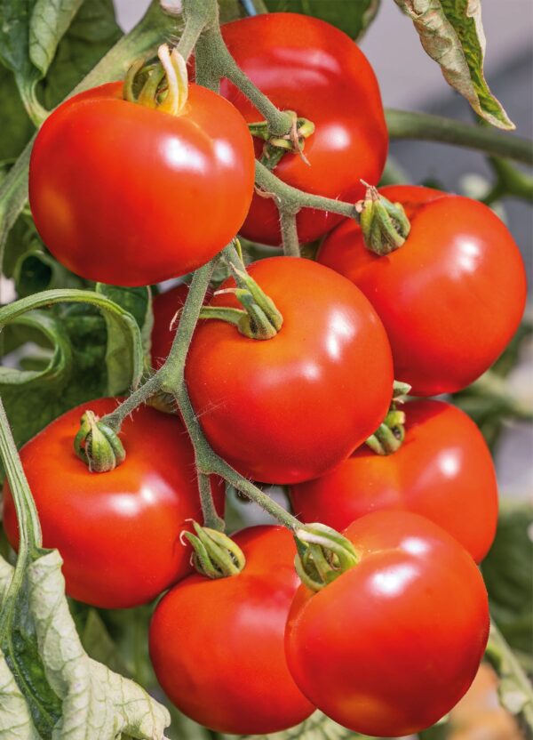 46. Early Girl (red) Tomato Seedling 早熟的女孩番茄苗