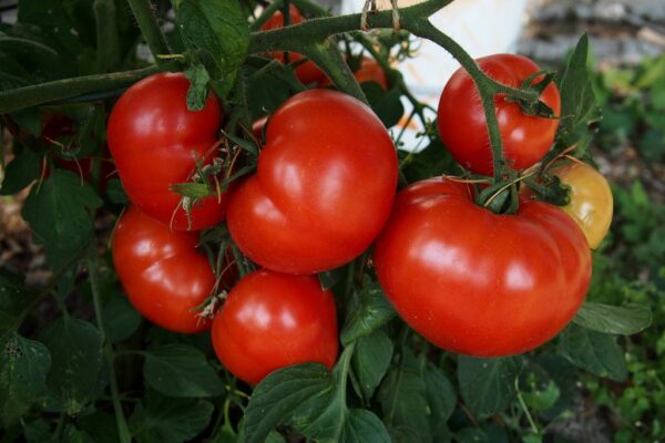 46. Early Girl (red) Tomato Seedling 早熟的女孩番茄苗