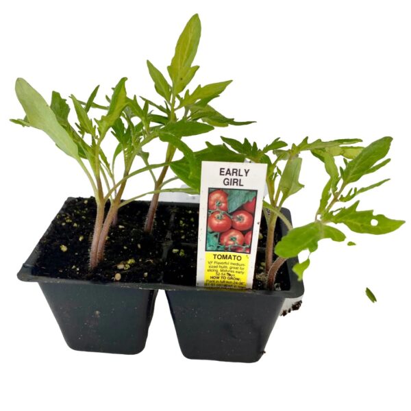 46. Early Girl (red) Tomato Seedling 早熟的女孩番茄苗