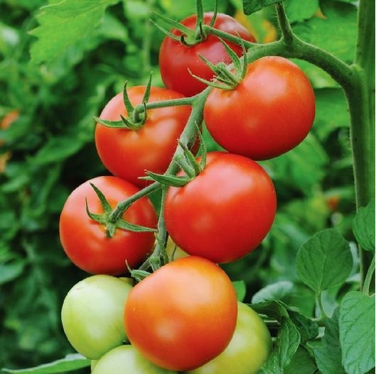 38. Early Cascade(red) Tomato Seedling 早熟红色番茄苗
