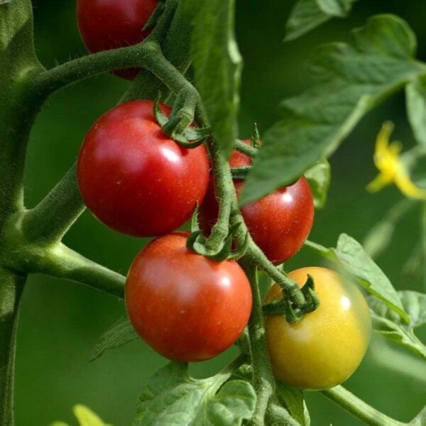 38. Early Cascade(red) Tomato Seedling 早熟红色番茄苗