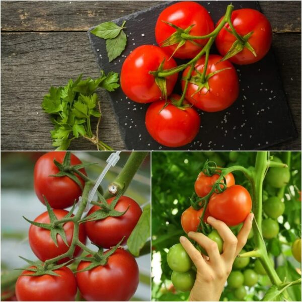 38. Early Cascade(red) Tomato Seedling 早熟红色番茄苗