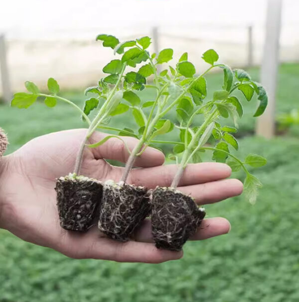 38. Early Cascade(red) Tomato Seedling 早熟红色番茄苗