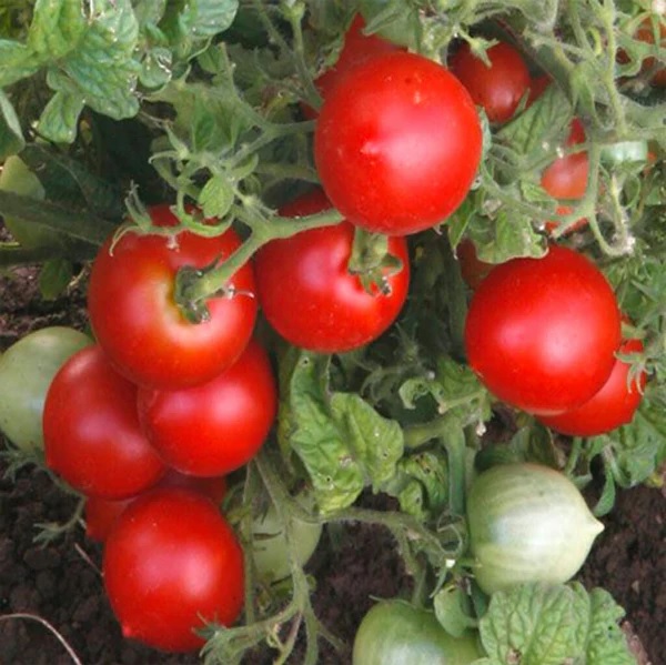 38. Early Cascade(red) Tomato Seedling 早熟红色番茄苗