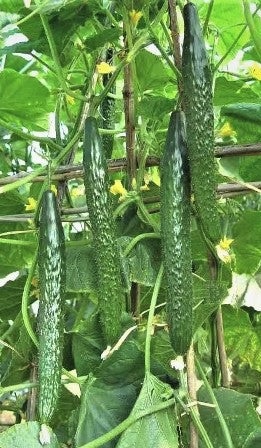 65. China Long Cucumber Seedling 有刺黄瓜苗
