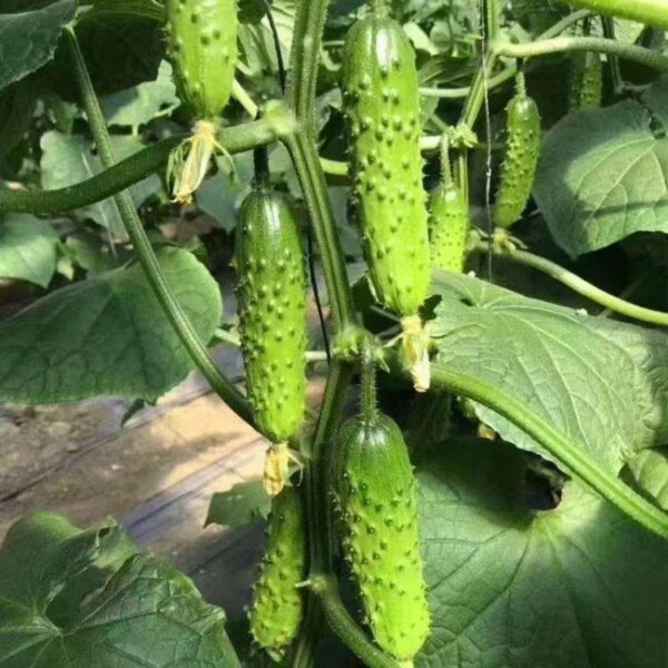 65. China Long Cucumber Seedling 有刺黄瓜苗