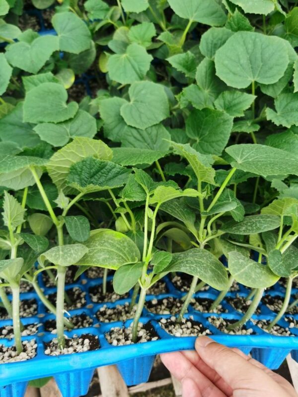65. China Long Cucumber Seedling 有刺黄瓜苗