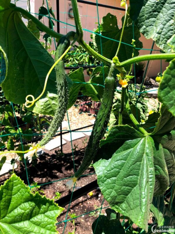 65. China Long Cucumber Seedling 有刺黄瓜苗