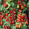 gallery-0
