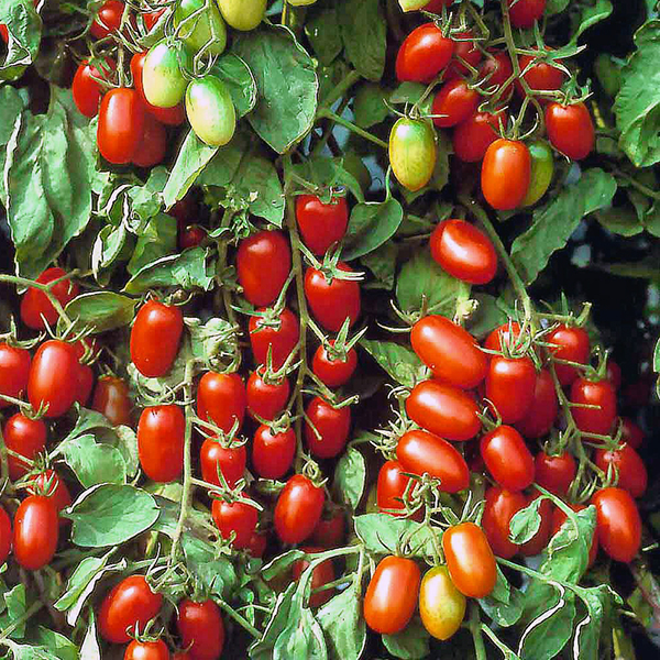 40. Juliet(red) Tomato Seedling 朱丽叶红色番茄苗