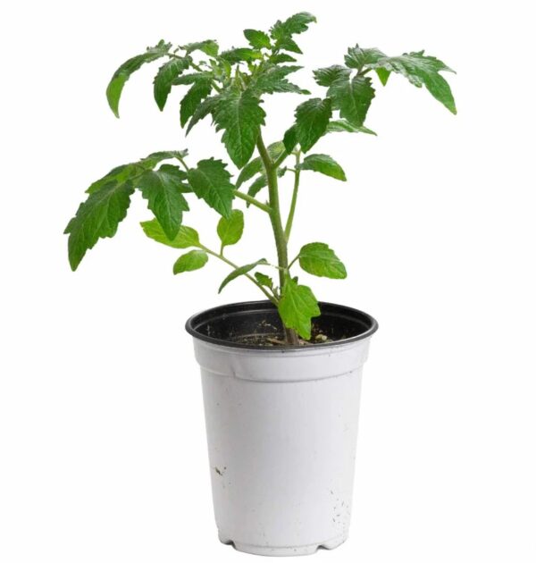 40. Juliet(red) Tomato Seedling 朱丽叶红色番茄苗