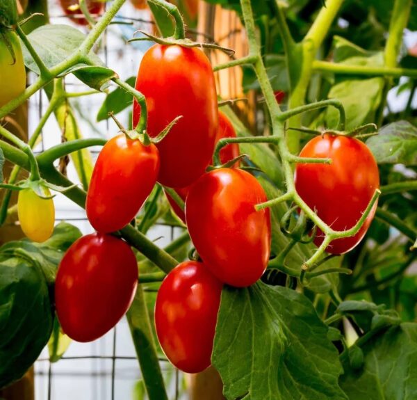 40. Juliet(red) Tomato Seedling 朱丽叶红色番茄苗