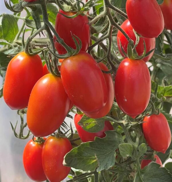 40. Juliet(red) Tomato Seedling 朱丽叶红色番茄苗