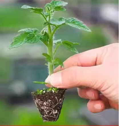40. Juliet(red) Tomato Seedling 朱丽叶红色番茄苗