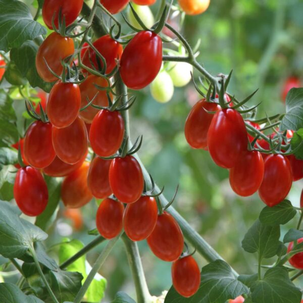 40. Juliet(red) Tomato Seedling 朱丽叶红色番茄苗