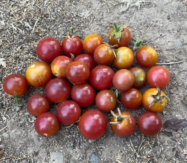43. Rosella Tomato Seedling 朱古力色洛神花番茄苗