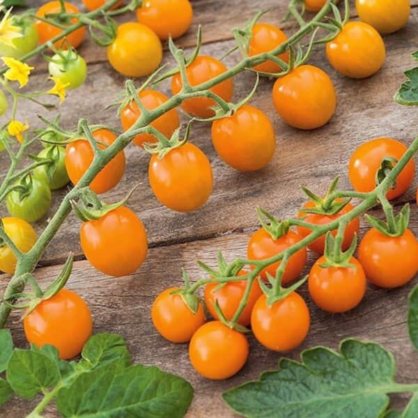 44. Sungold(orange) Tomato Seedling 橙色金太陽番茄苗