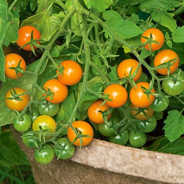 44. Sungold(orange) Tomato Seedling 橙色金太陽番茄苗