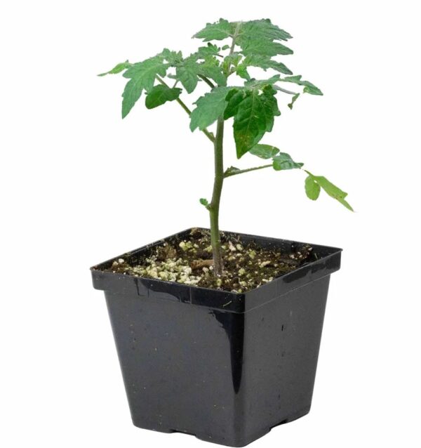 44. Sungold(orange) Tomato Seedling 橙色金太陽番茄苗