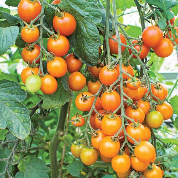 44. Sungold(orange) Tomato Seedling 橙色金太陽番茄苗
