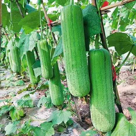 70. Nenwa Seedling 水瓜苗