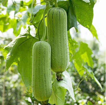 70. Nenwa Seedling 水瓜苗