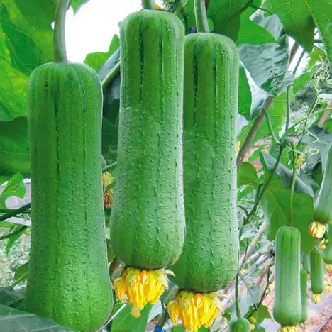 70. Nenwa Seedling 水瓜苗