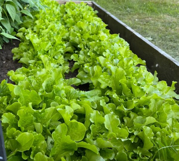 19. Salad Bowl Mix Lactuca Seedling  沙律生菜苗