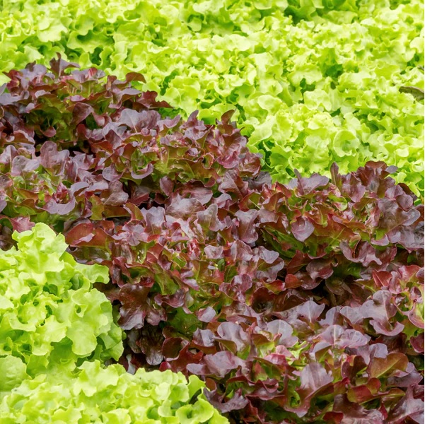 19. Salad Bowl Mix Lactuca Seedling  沙律生菜苗