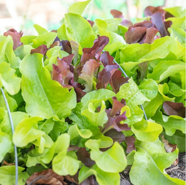 19. Salad Bowl Mix Lactuca Seedling  沙律生菜苗