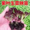 gallery-4