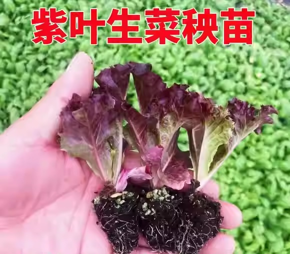 19. Salad Bowl Mix Lactuca Seedling  沙律生菜苗