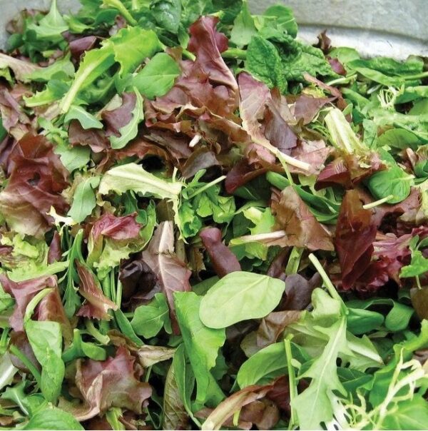 19. Salad Bowl Mix Lactuca Seedling  沙律生菜苗