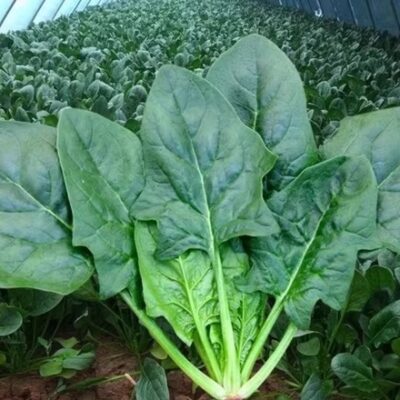 hover-23-spinach-%e6%b3%a2%e8%8f%9c