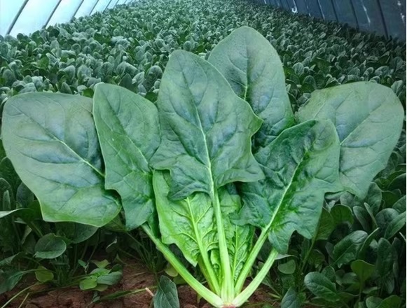 23. Spinach Seedling 波菜苗