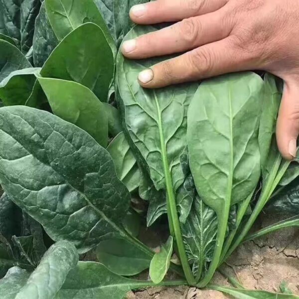 23. Spinach Seedling 波菜苗