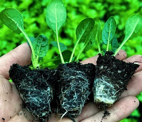 23. Spinach Seedling 波菜苗