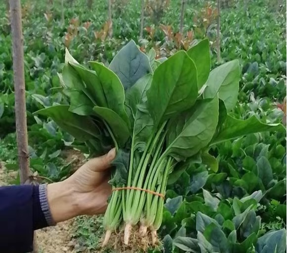 23. Spinach Seedling 波菜苗