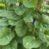 gallery-2
