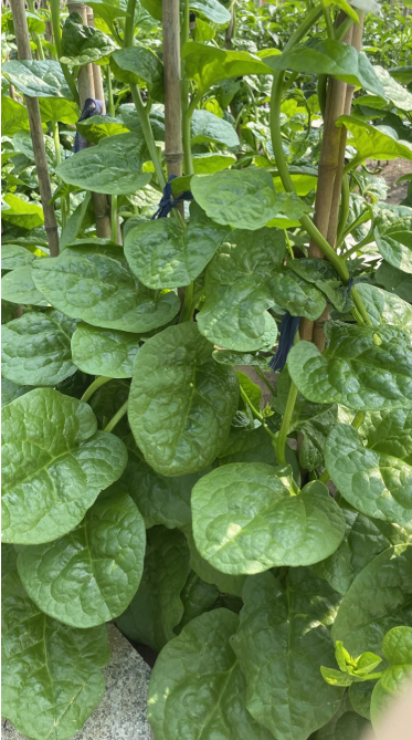 22. Green Malabar Seedling  潺菜苗(木耳菜)