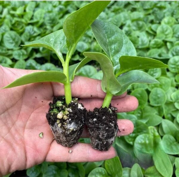 22. Green Malabar Seedling  潺菜苗(木耳菜)