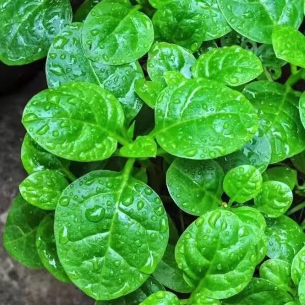 22. Green Malabar Seedling  潺菜苗(木耳菜)