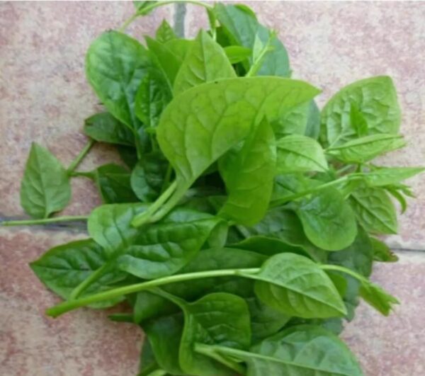 22. Green Malabar Seedling  潺菜苗(木耳菜)