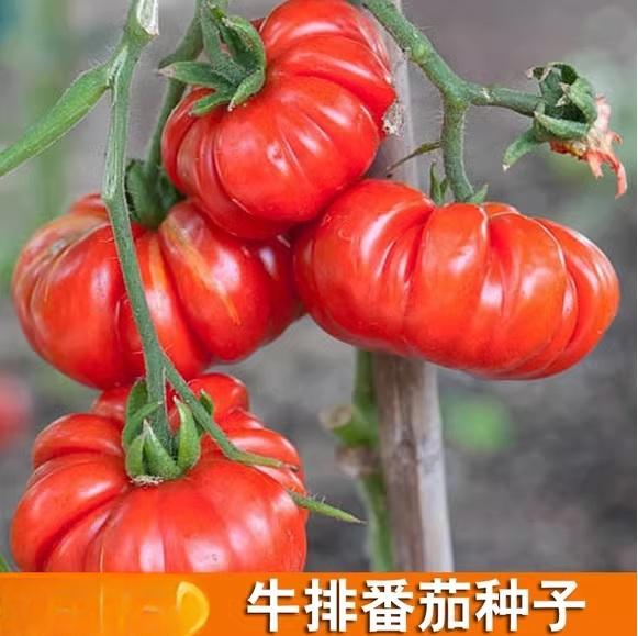 45. Beefsteak(red) Tomato Seedling 牛排红色番茄苗